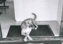 Morador que jogou ácido em cão de rua no Oeste tem prisão decretada
