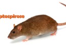 Casos de leptospirose ‘saltam’ em SC em dois anos e número de mortes aumenta 40%