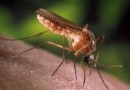 Primeira morte por febre do Nilo acende alerta em Santa Catarina