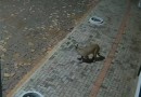 Onça-parda é flagrada por câmeras nos fundos de pizzaria e assusta moradores no Paraná