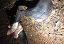 Ladrões de gado são surpreendidos e abandonam partes do animal no local