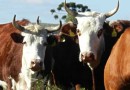 Estados do Sul unem esforços para manter a saúde dos rebanhos e proteger o agronegócio