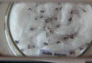 Sesa confirma três novos óbitos por dengue no Paraná