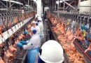 Exportações de frango brasileiro batem recorde em 2022
