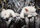 Lobo-terrível, extinto há 10 mil anos, volta à vida por meio da ciência