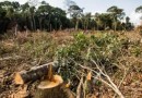 Brasil é o país que mais desmata florestas tropicais no mundo, diz ONG
