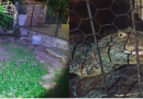 Jacaré de aproximadamente 1,7 m e 50 kg é encontrado por crianças em pátio de casa no RS