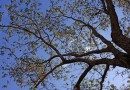 A última semana do Outono começa com tempo bom