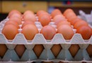 Preços dos ovos seguem em alta: boas perspectivas para produtores