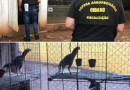 Homem é preso e 150 animais são apreendidos no Oeste de SC