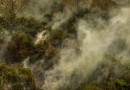 Crise climática: Terra pode sofrer extinção em massa; diz pesquisador