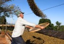Café e soja garantem as maiores margens do ano para produtores paranaenses, aponta Deral