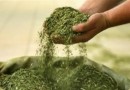 Produtores de erva-mate apostam na soja