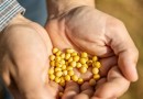 Sicredi atualiza projeções para a safra de soja e milho em Sondagem