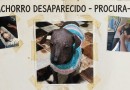 Cachorro da raça Pelado Mexicano, desaparece na comunidade Siqueira Bello, na Gruta de Santa Emília