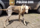 Polícia Civil resgata cachorro em situação de maus-tratos