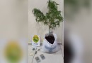 Denúncia anônima leva à prisão por posse de drogas