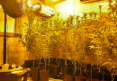 Estufa de maconha é encontrada dentro de residência em SC