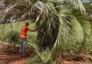 DNIT replanta espécies em extinção na obra da BR-163, no Extremo Oeste