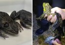Rã gigante invasora que 'muge como boi' e põe em risco fauna em SC mobiliza pesquisadores