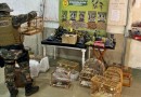 Polícia e Cidasc soltam pássaros silvestres e impedem torneio ilegal de canto em SC