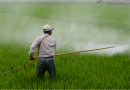 Entenda o que são e qual o seu papel na agricultura