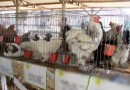 Por causa da gripe aviária, SC mantém suspensão de eventos com aglomeração de aves