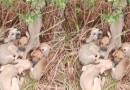 Seis cães são abandonados em estrada e polícia resgata filhotes no Oeste de SC