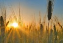 Agricultores adiam plantio de trigo