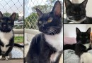 Ajude a encontrar a pequena gata Adalia que está desaparecida