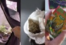Ação conjunta das Polícias Civil e Militar apreende drogas, sementes e pés de maconha em Santa Helena
