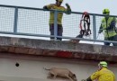 Bombeiros resgatam cão em situação de risco sobre passarela na BR-282