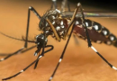 Em duas décadas, Brasil teve 10 mil mortos por dengue e 16 milhões de casos prováveis da doença