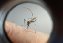 Xanxerê confirma quarta morte por chikungunya em meio a surto da doença