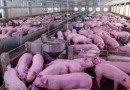 Suinocultura em Santa Catarina supera 1 bilhão em receitas com exportação