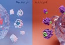 Cientistas desenvolvem nanorrobôs que podem “matar” células cancerígenas