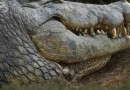 Crocodilo de 123 anos, considerado o mais velho do mundo, já gerou 10 mil filhotes