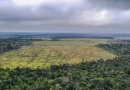 Entenda como o mau uso da floresta compromete a vida na Terra