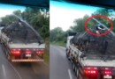 Homens são flagrados pegando ‘carona’ na carga de um caminhão, na BR-153