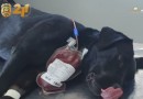 Cão Policial doa sangue para tratamento de cão envenenado no Oeste de SC