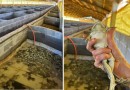 Município entra no setor da ranicultura com empreendimento inédito no Extremo Oeste
