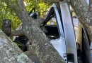 Motorista sai ileso após árvore cair sobre cabine de caminhão