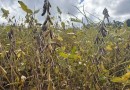 El Niño pode impulsionar safra de soja nos EUA e aumentar riscos para lavouras no Brasil