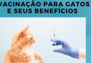 Doenças que acometem os nossos gatos
