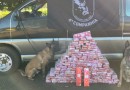 Equipe Canil da PRE apreende veículo com 145 kg de maconha; traficante foi preso