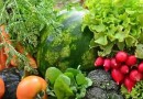 Estado sanciona lei que incentiva a produção de alimentos orgânicos