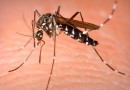 Primeiro caso de dengue é confirmado no Município de Guaraciaba