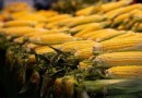 O que esperar do mercado do milho?