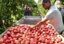 Safra da maçã em SC deve crescer 28% neste ano e preços começam a cair