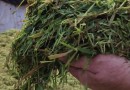 Secretaria da Agricultura realiza confecção de silagem de aveia e de trigo